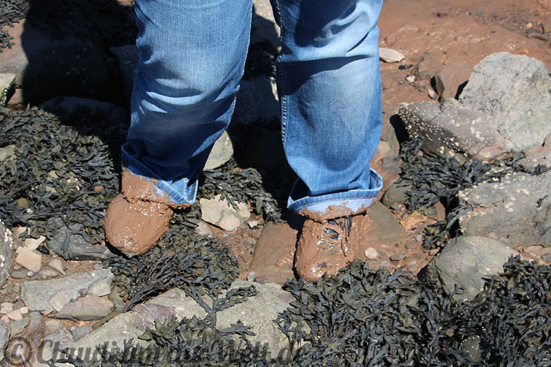 Fossil Cliffs Schlamm