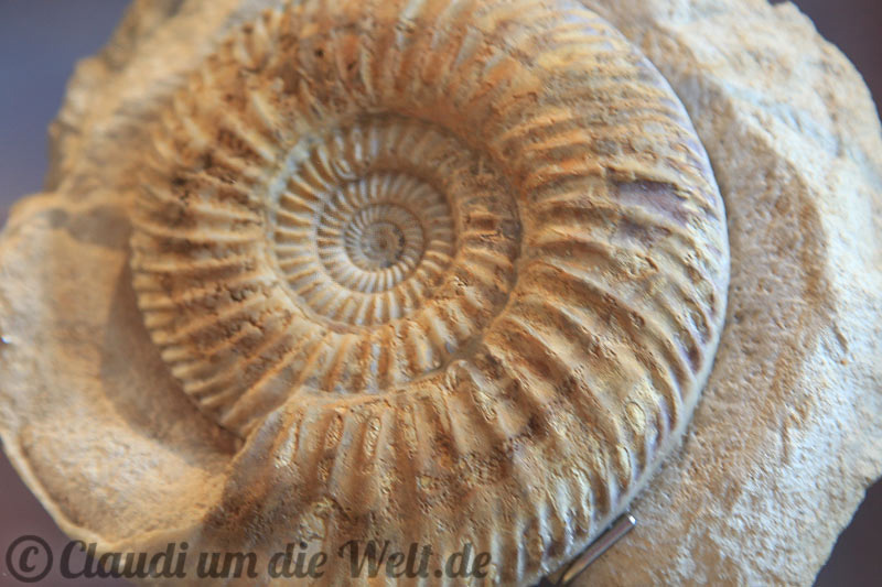 Fossil Cliffs Schnecke