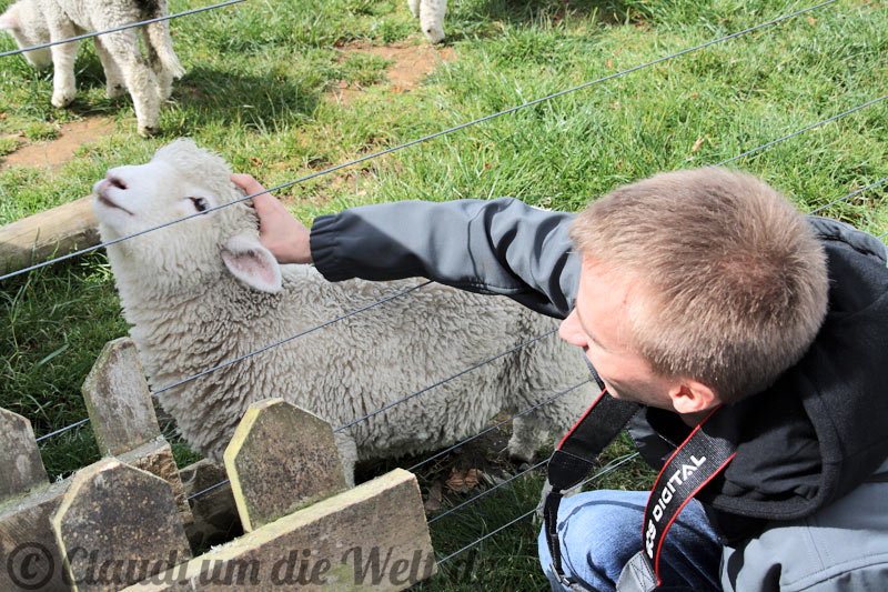 Schafe im Streichelzoo von Hobbingen
