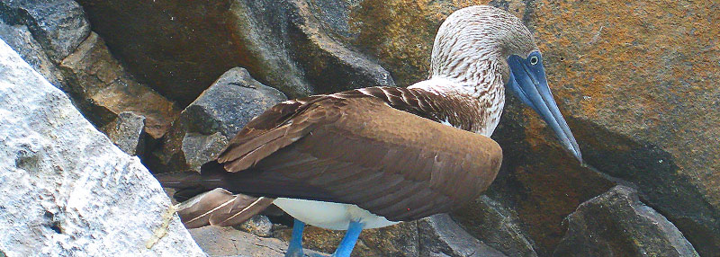 Galapagos- und Ecuador-Artikel in Übersicht