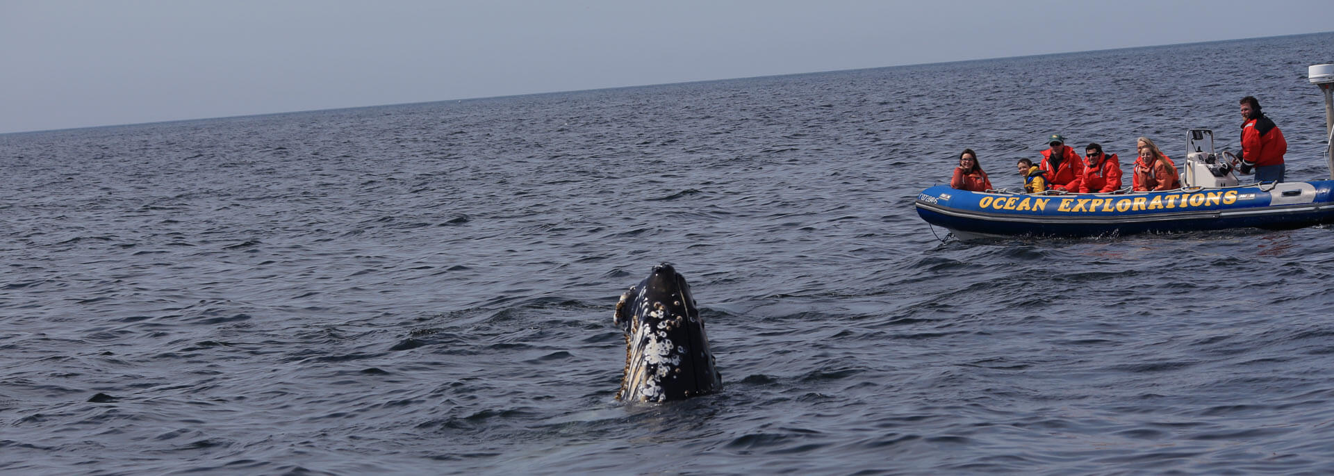 Fotos: Wale gucken in Nova Scotia