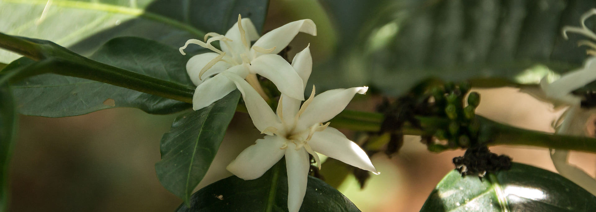 Honduras: Besuch auf einer Kaffeefarm inkl. Verkostung