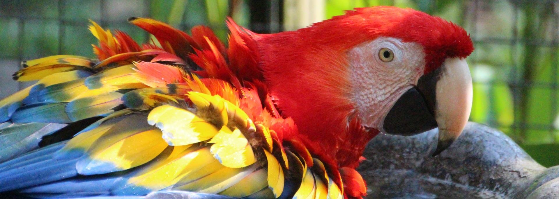 Die heiligen Papageien der Mayas in Macaw Mountain