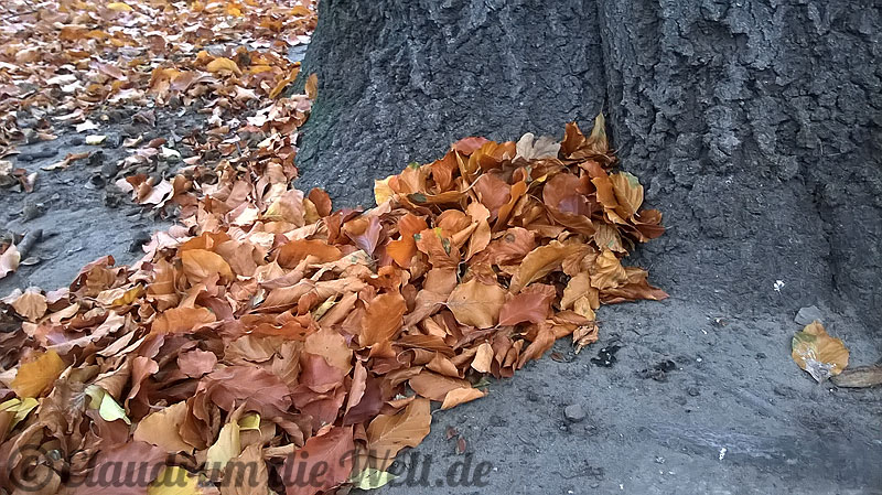 Herbstlaub im Kleinen Tiergarten