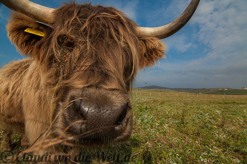 Highland Cattle