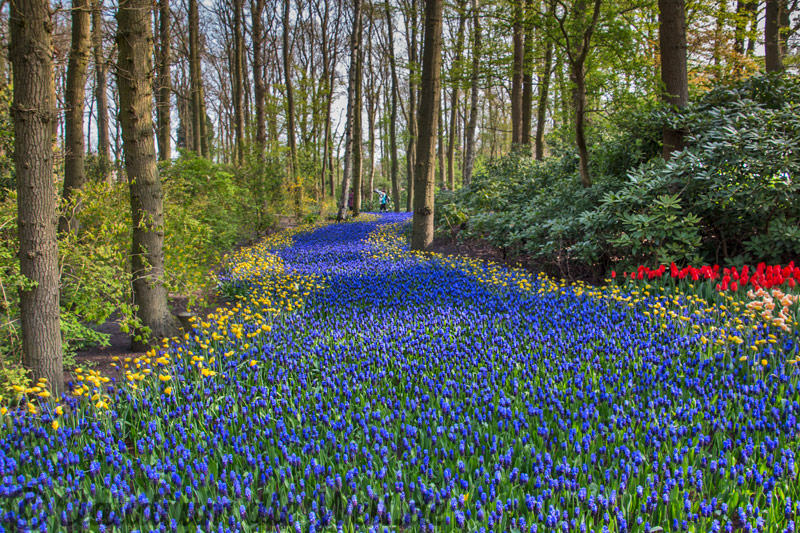 Traubenhyazinthenfluss Keukenhof Holland