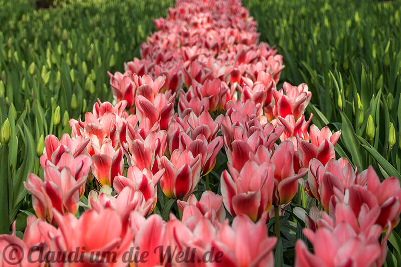Tulpen Keukenhof Holland