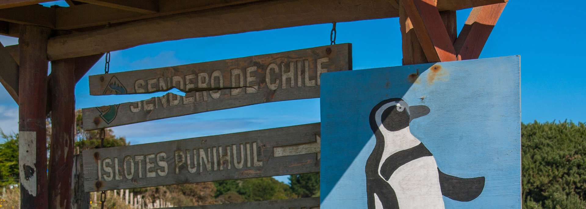 Chiloés Pinguinkolonie vor Puñihuil