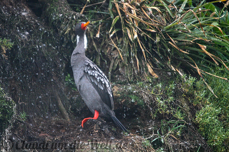 Puinhuil Rotfußkormoran
