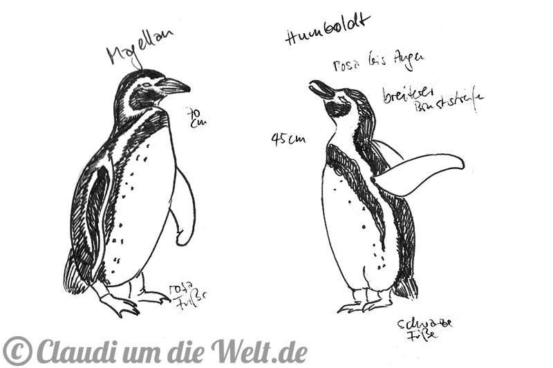 Zeichnung Pinguine