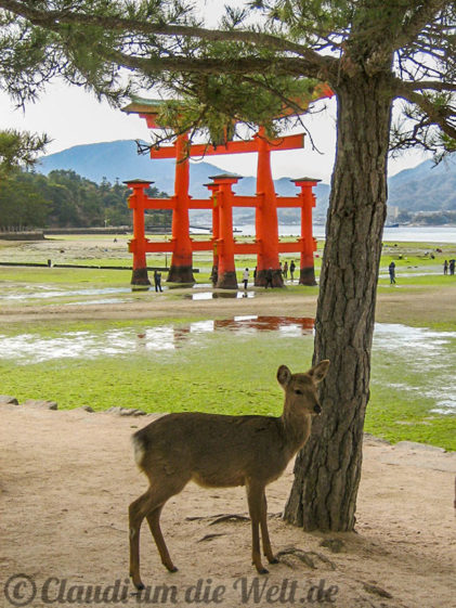 Rehe in Miyajima
