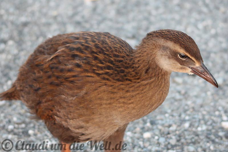 Weka