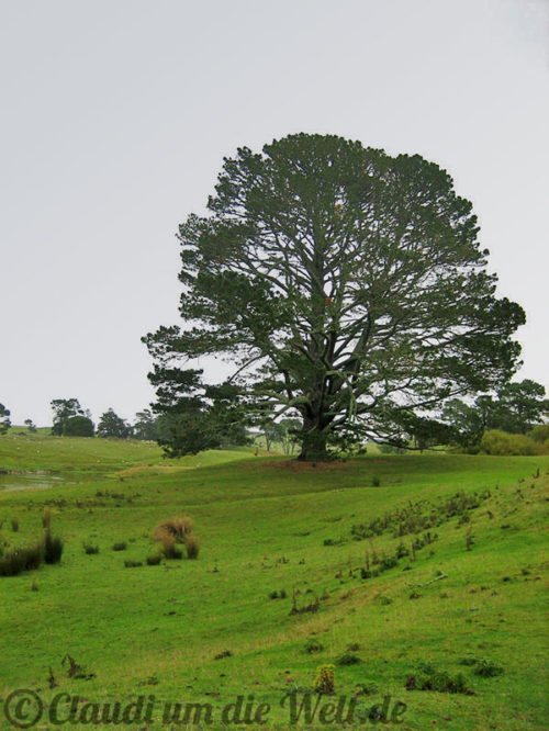 Neuseeland_North_Island_010_Hobbiton