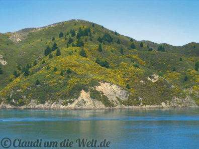 Neuseeland_North_Island_031_Cook Strait