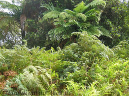 Neuseeland_SouthIsland_008