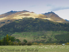 Neuseeland_SouthIsland_023