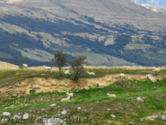 Neuseeland_SouthIsland_024