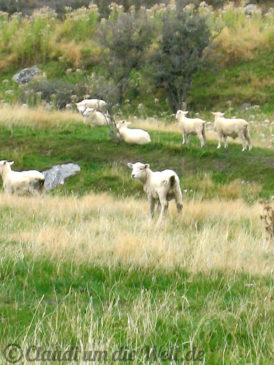 Neuseeland_SouthIsland_025