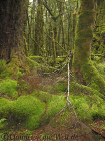 Neuseeland_SouthIsland_036