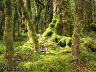 Neuseeland_SouthIsland_038