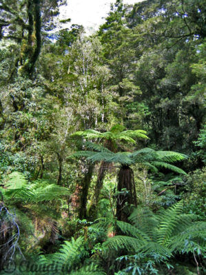 Neuseeland_SouthIsland_042