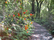 Neuseeland_SouthIsland_044