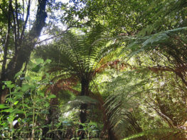 Neuseeland_SouthIsland_046