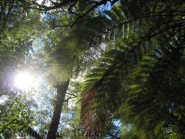 Neuseeland_SouthIsland_049