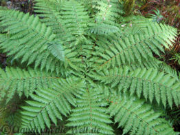 Neuseeland_SouthIsland_059a