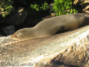 Neuseeland_SouthIsland_073a