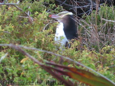 Neuseeland_SouthIsland_087