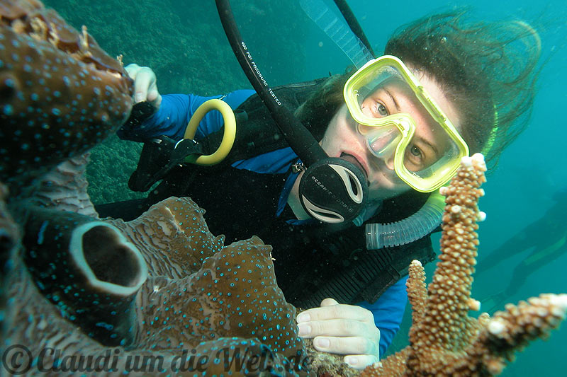 Tauchen am Riff