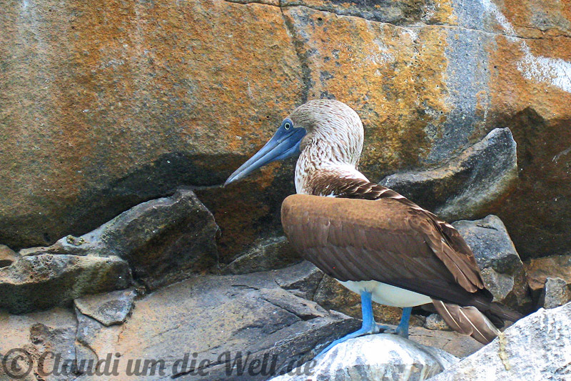 Galapagos Blaufußtölpel
