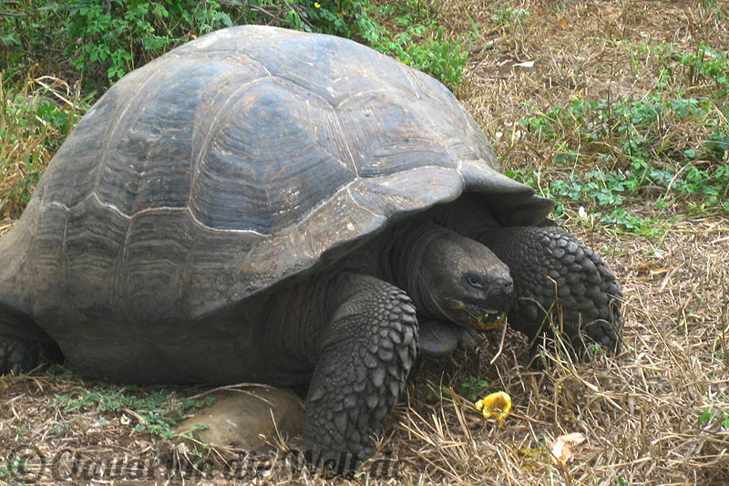Galapagos Schildkröte