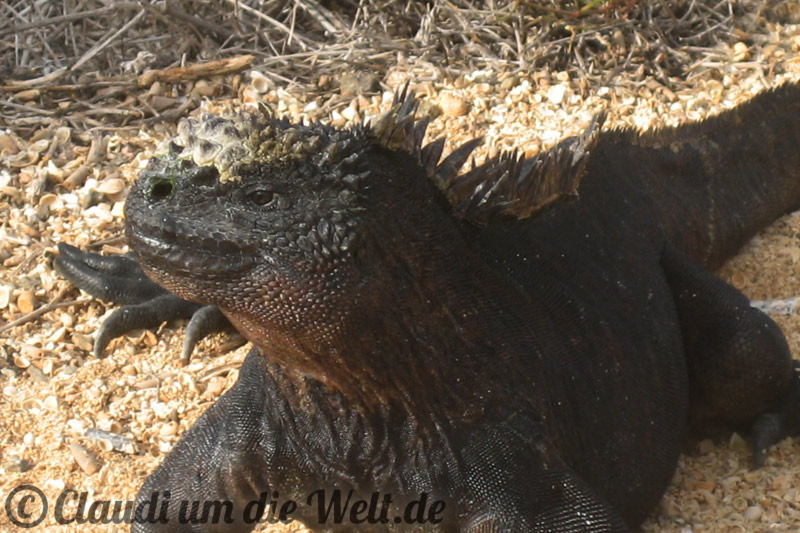 Galapagos Echse