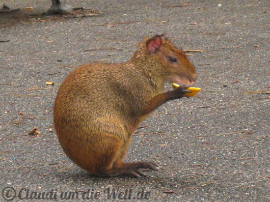 brasilien-rio-de-janeiro-aguti