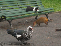 brasilien-rio-de-janeiro-park-tiere