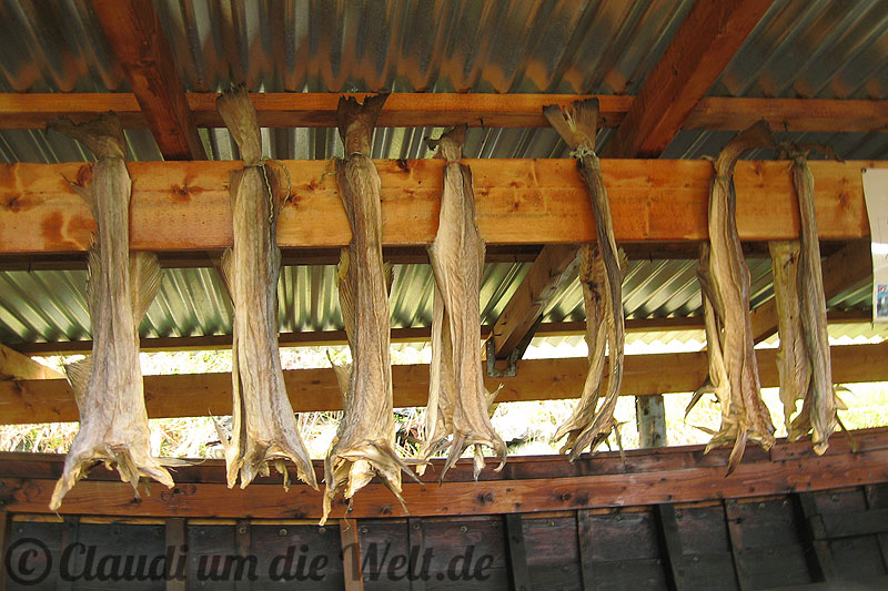 Stockfisch Lofoten