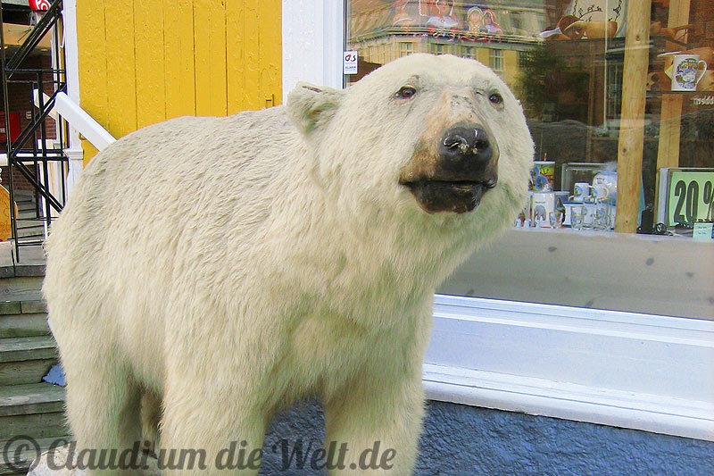 Eisbär in Tromsö