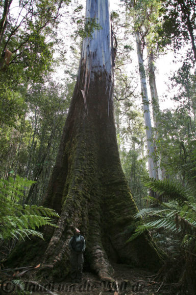 Blue Gum Eukalyptus
