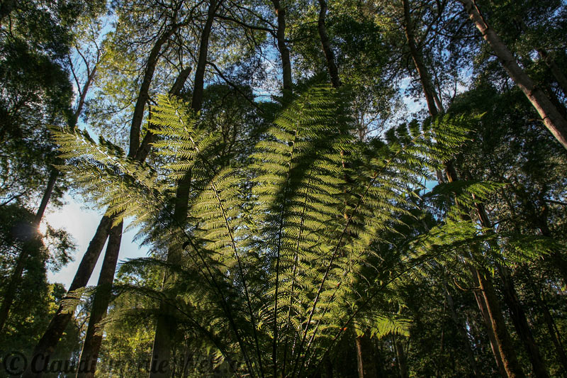 Tasmanien Farnbäume