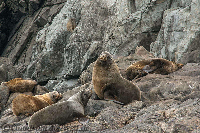 Robben auf Bruny Island
