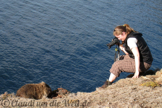 Safari zu den Wombats