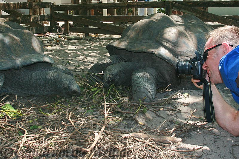 Seychellen Schildkröte