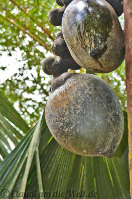 Seychellen Mahe Jardin de Roi