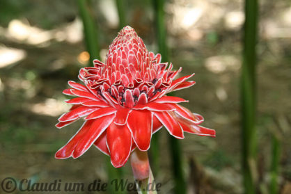 Seychellen Mahe Jardin de Roi