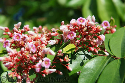 Seychellen Mahe Jardin de Roi