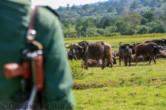 Arusha Nationalpark Safari