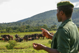 Arusha Nationalpark Safari