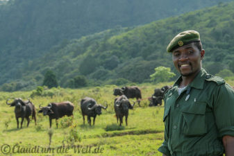 Arusha Nationalpark Safari